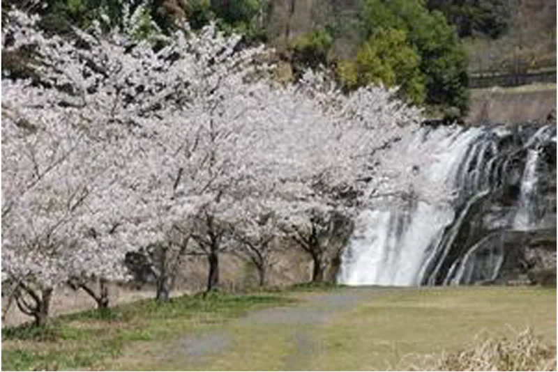 龍門の滝の桜・花見情報_1