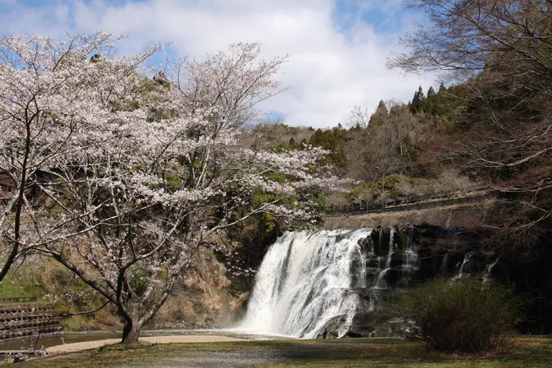 龍門の滝の桜・花見情報_2