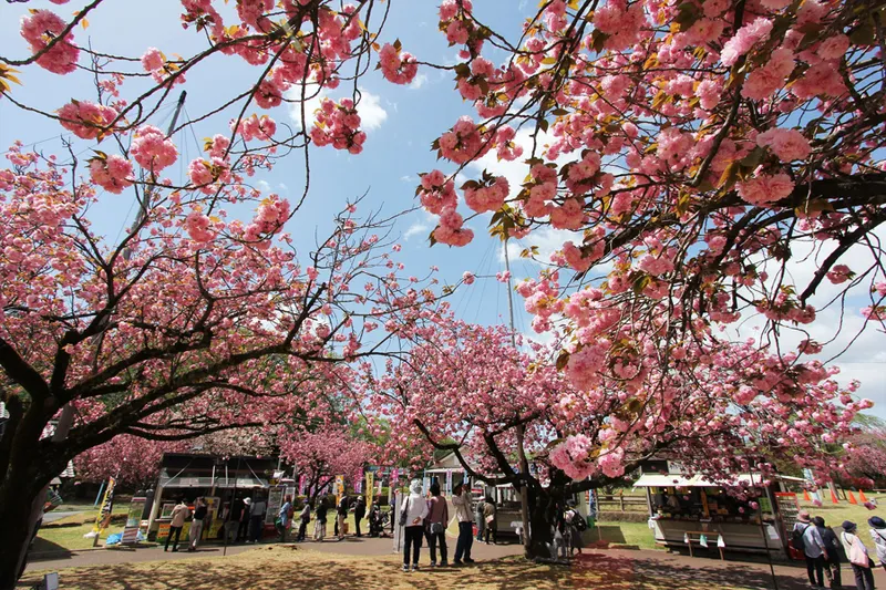 天平の丘公園の桜・花見情報_1