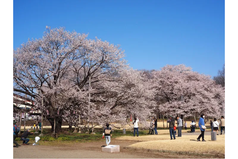 天平の丘公園の桜・花見情報_2