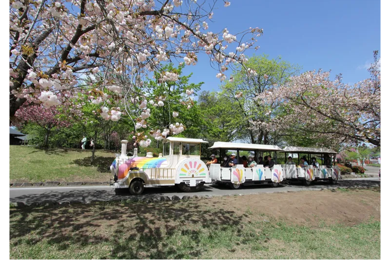 天平の丘公園の桜・花見情報_3