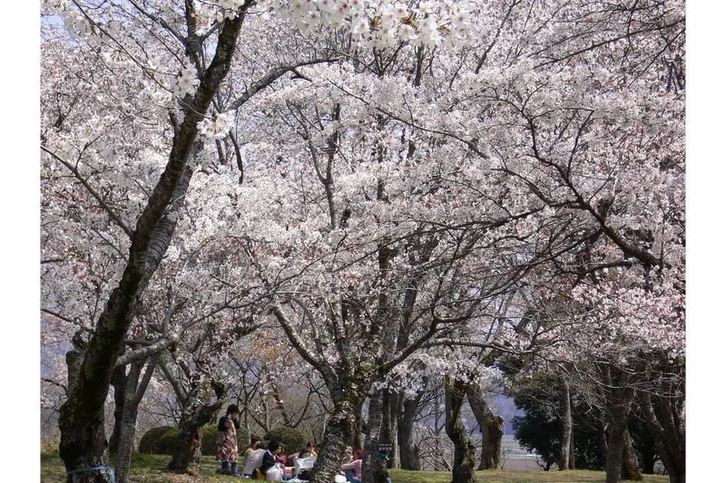 磯部桜川公園の桜・花見情報_1