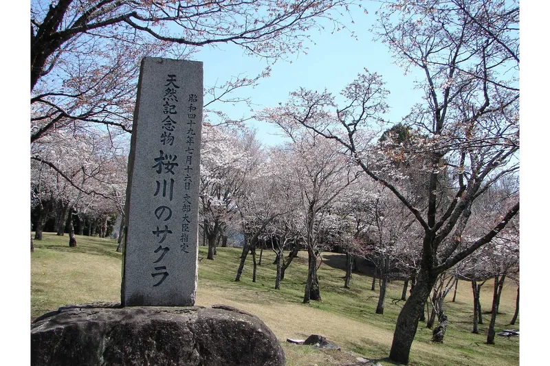 磯部桜川公園の桜・花見情報_2