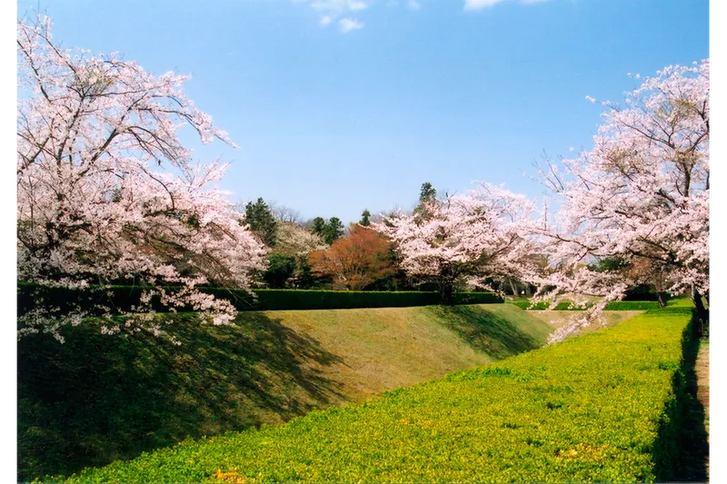 馬出し空堀と桜