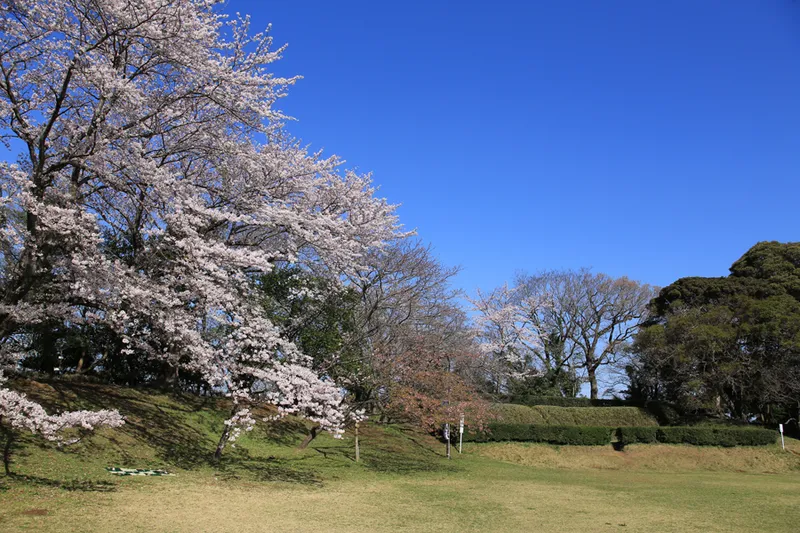 佐倉城址公園の桜・花見情報_1