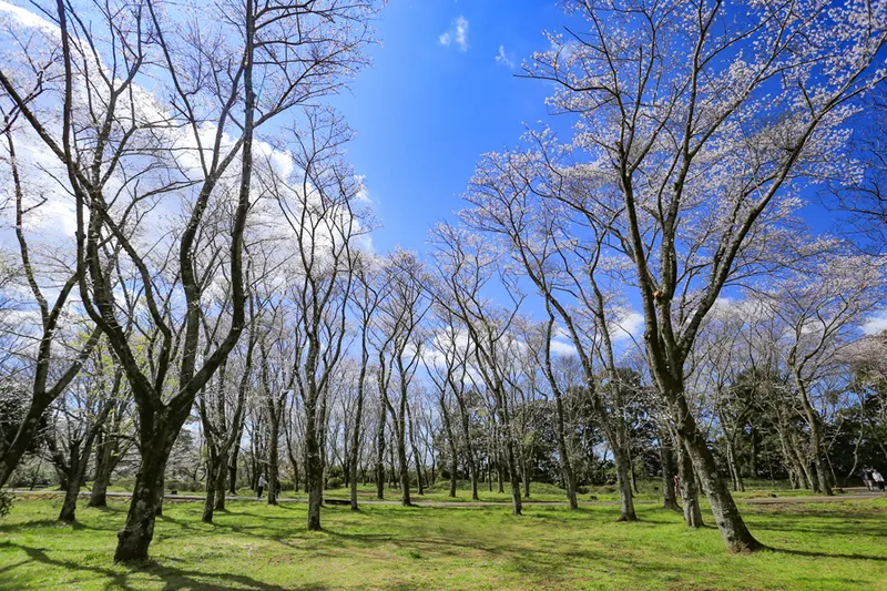 佐倉城址公園の桜・花見情報_3