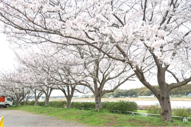 佐倉ふるさと広場の桜・花見情報_1