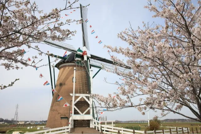 佐倉ふるさと広場の桜・花見情報_2