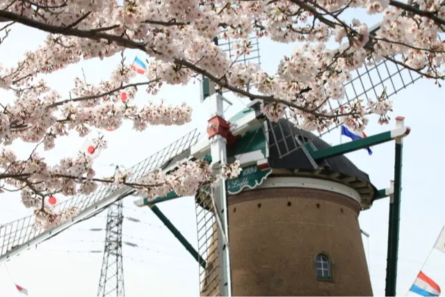 佐倉ふるさと広場の桜・花見情報_3