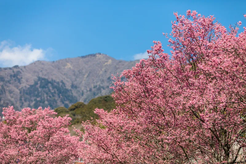 大山新道の桜・花見情報_1