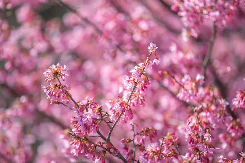 大山新道の桜・花見情報_2
