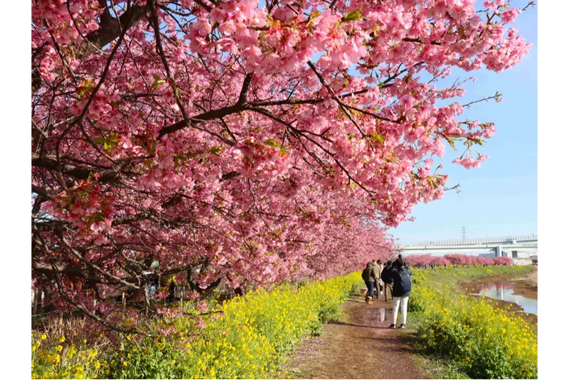 小出川沿いの桜・花見情報_1