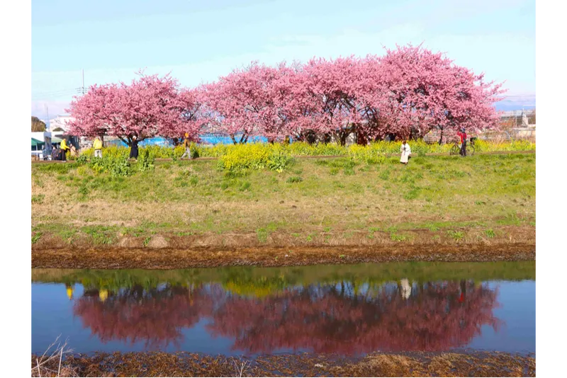 小出川沿いの桜・花見情報_2