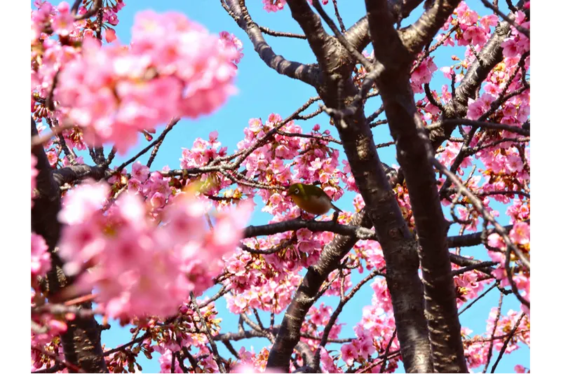 小出川沿いの桜・花見情報_3