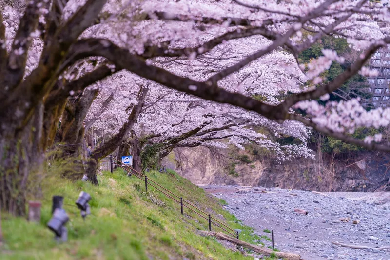 釜の淵公園の桜・花見情報_1