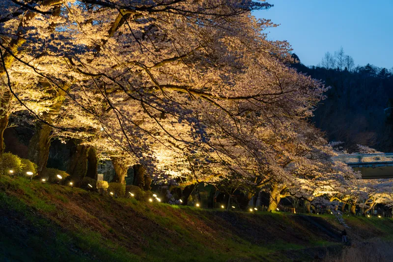 釜の淵公園の桜・花見情報_2