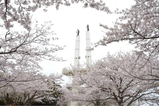 太田山公園の桜・花見情報_1