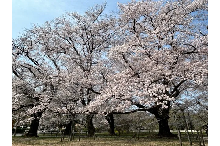 伊奈町無線山桜並木_1