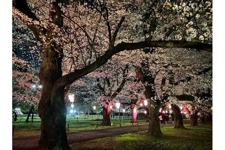 伊奈町無線山桜並木_2