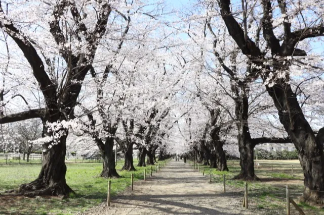伊奈町無線山桜並木_3