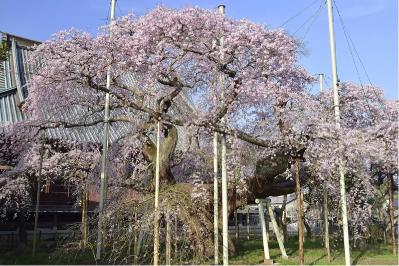 般若院（龍ケ崎）の桜・花見情報_1
