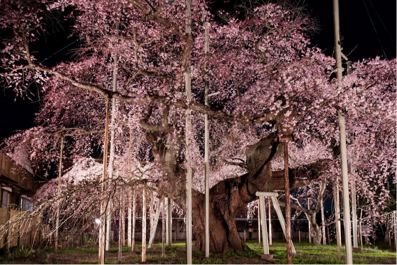 般若院（龍ケ崎）の桜・花見情報_2