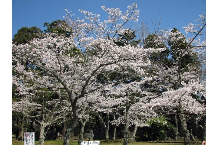 成田市観光協会