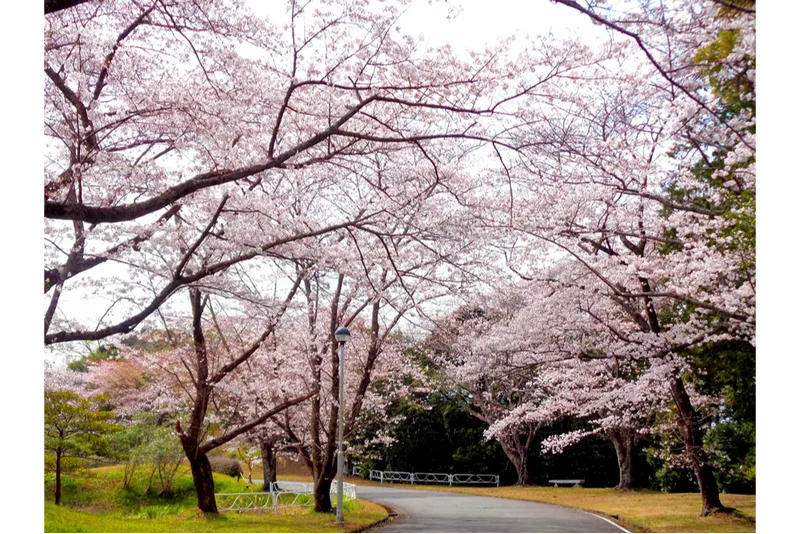 つま恋リゾート 彩の郷 森林の湯の桜・花見情報_1