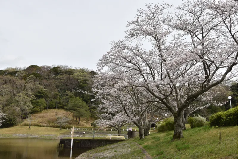 つま恋リゾート 彩の郷 森林の湯の桜・花見情報_2