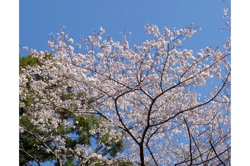 つま恋リゾート 彩の郷 森林の湯の桜・花見情報_3