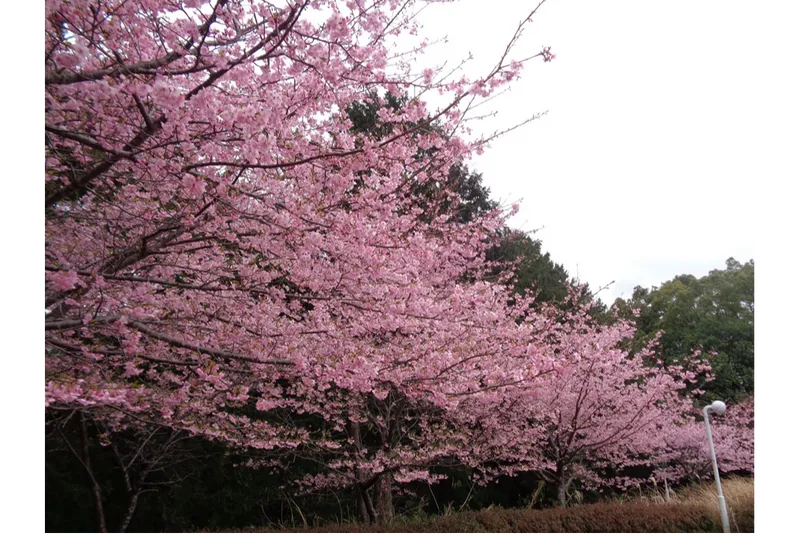 つま恋リゾート 彩の郷 森林の湯の桜・花見情報_4