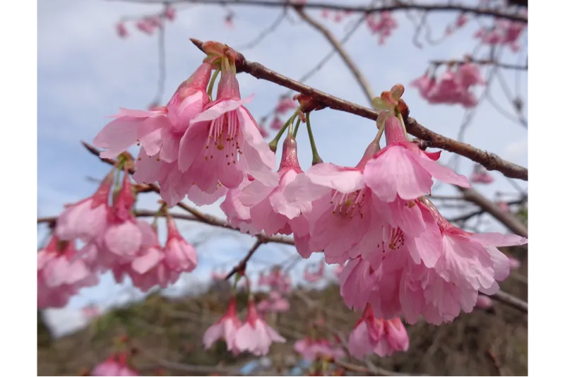 つま恋リゾート 彩の郷 森林の湯の桜・花見情報_5