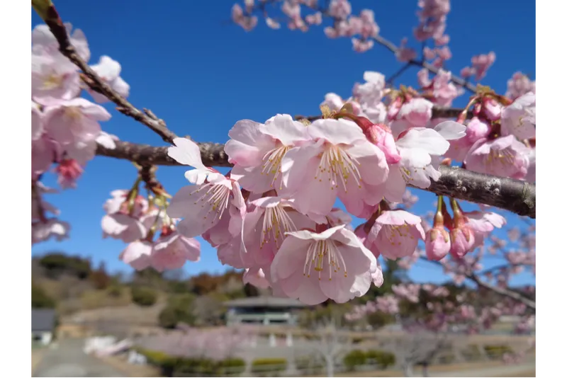 つま恋リゾート 彩の郷 森林の湯の桜・花見情報_6