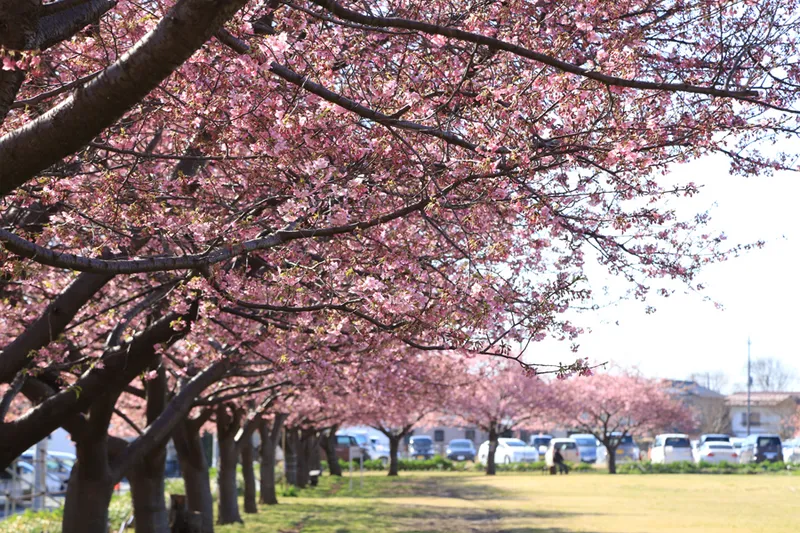 西志津スポーツ等多目的広場の桜・花見情報_1