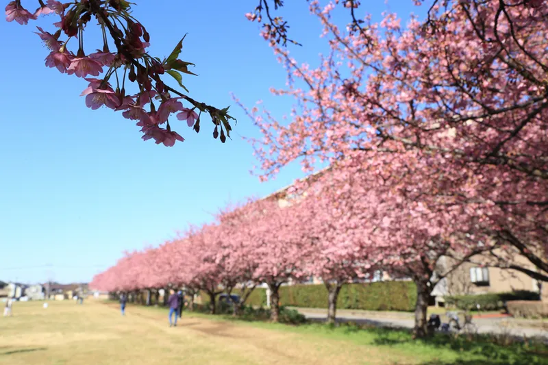 西志津スポーツ等多目的広場の桜・花見情報_2