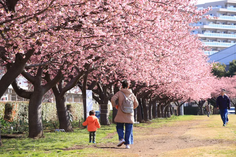 西志津スポーツ等多目的広場の桜・花見情報_3