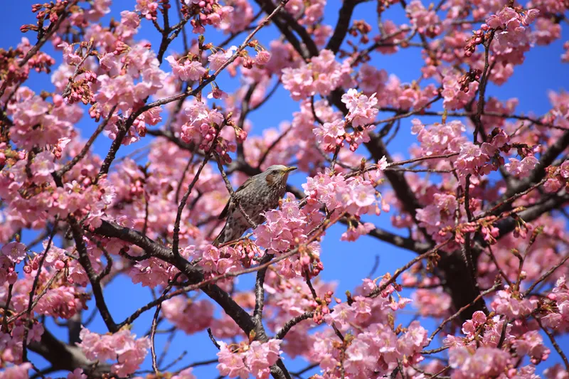 西志津スポーツ等多目的広場の桜・花見情報_4