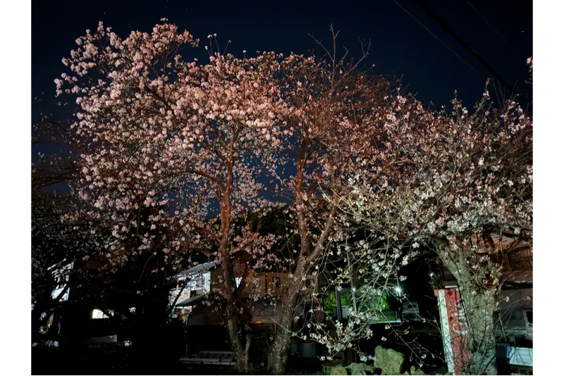 坂本高草川沿いの桜・花見情報_1