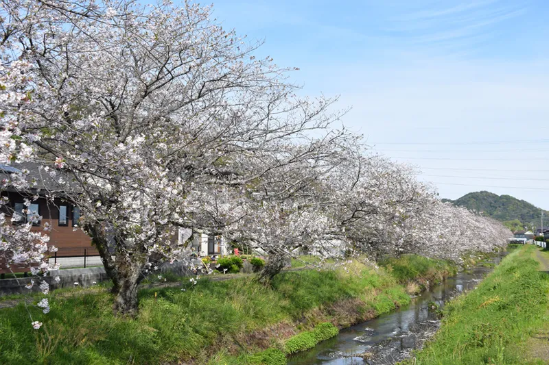 坂本高草川沿いの桜・花見情報_2