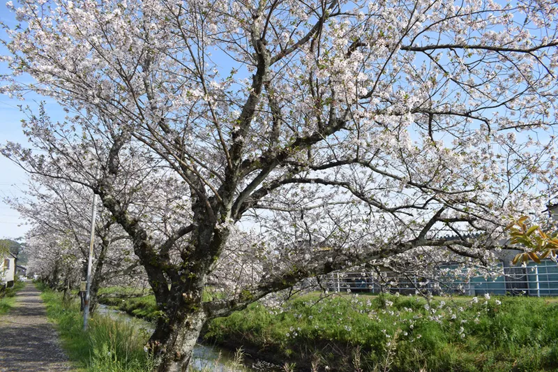 坂本高草川沿いの桜・花見情報_3