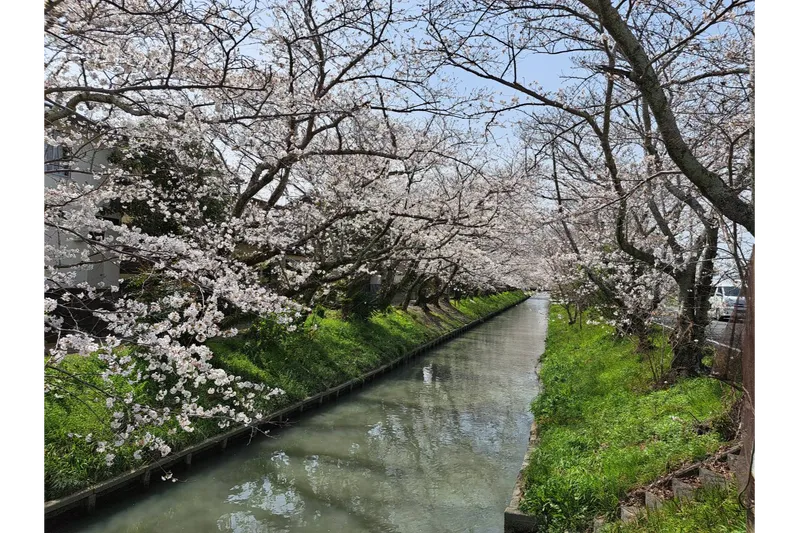木屋川堤の桜・花見情報_1
