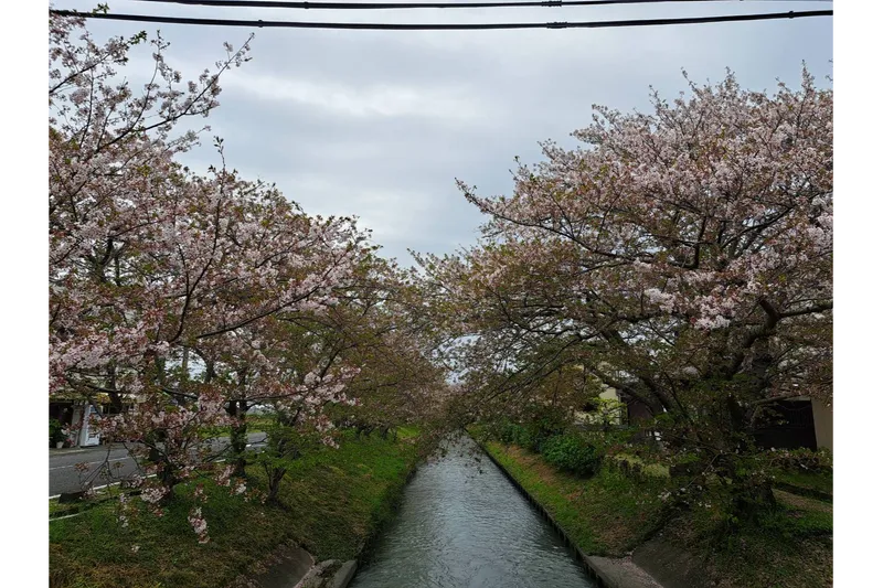 木屋川堤の桜・花見情報_2