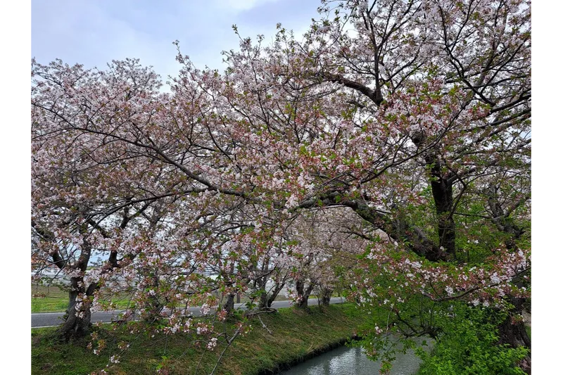 木屋川堤の桜・花見情報_3