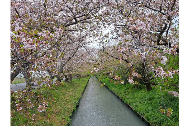 木屋川堤の桜・花見情報_4