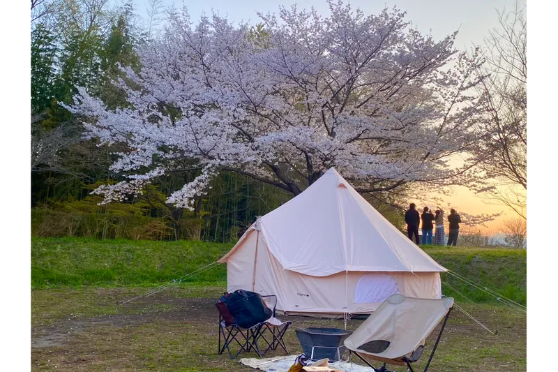 サンアメニティ北本キャンプフィールドの桜・花見情報_1