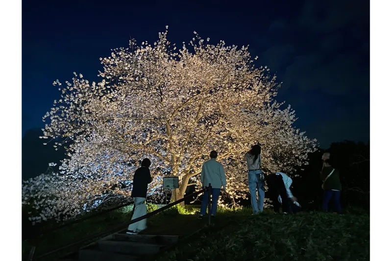 サンアメニティ北本キャンプフィールドの桜・花見情報_2
