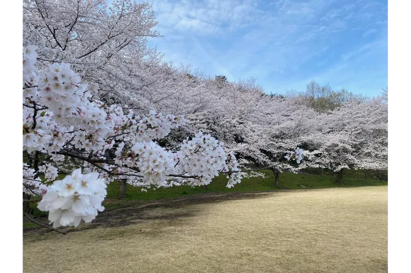 サンアメニティ北本キャンプフィールドの桜・花見情報_3
