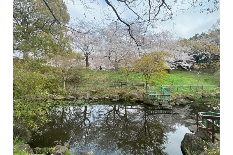 サンアメニティ北本キャンプフィールドの桜・花見情報_4