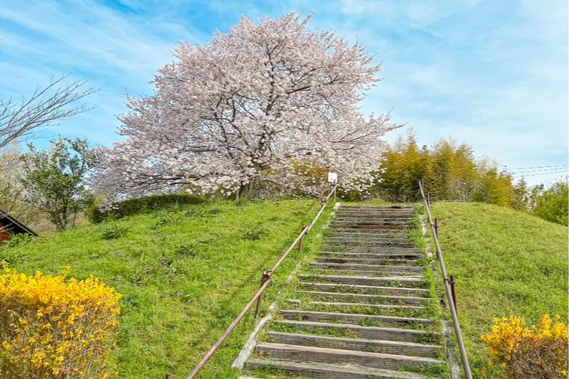 サンアメニティ北本キャンプフィールドの桜・花見情報_5