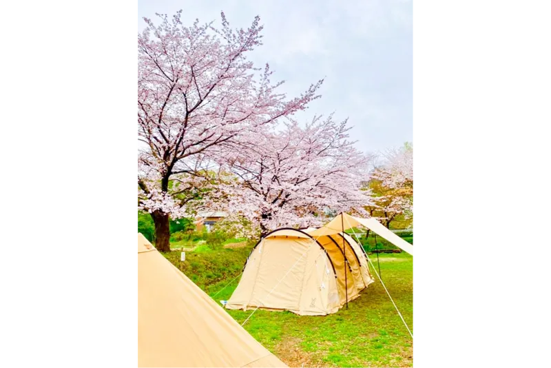 サンアメニティ北本キャンプフィールドの桜・花見情報_6